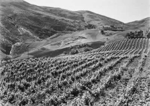 Anbauflächen : Blick über eine Weinplantage und Weizenfelder