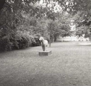 Pony