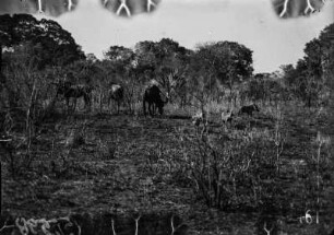 Antilopen : Im Krüger-Nationalpark fotografierte Vertreter einer nicht näher benannten Antilopenart.