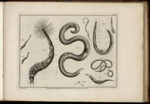 Plate 11. [bis] Plate 20.