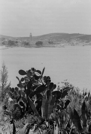 Kaktus : Kaktuspflanze an der Adriaküste. Im Hintergrund der Kirchturm des Franziskanerklosters in Hvar.