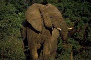 Südafrika. Ein Elefant im Krueger Nationalpark