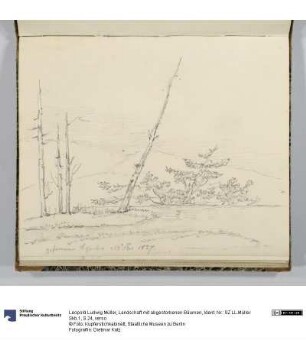 Landschaft mit abgestorbenen Bäumen