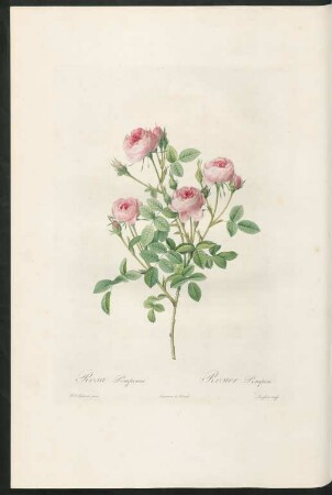 Rosa Pomponia. Rosier Pompon. Langlois sculp.