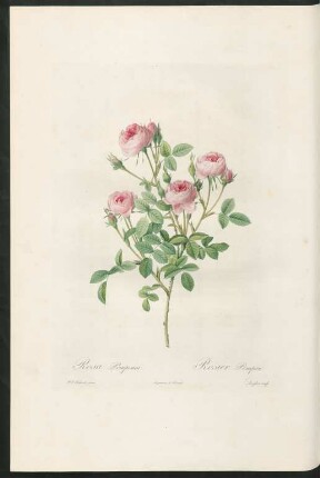 Rosa Pomponia. Rosier Pompon. Langlois sculp.