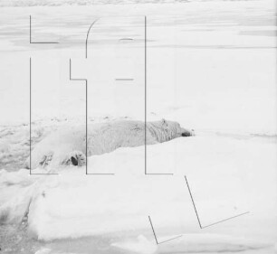 Duvefjord : erlegter Eisbär