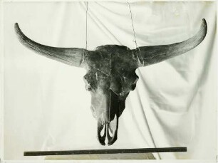 Bison priscus Bojanus, 1838