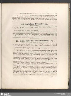 69. Aspidium Braunii Ung.