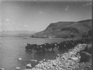 Rinderherde : Kühe im See Genezareth