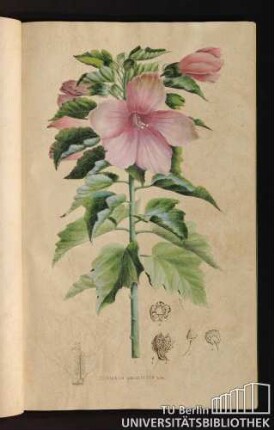 [Tab. 15.] Hibiscus palustris Lin.