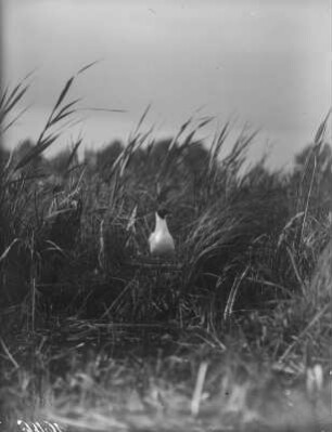 Lachmöwe : Lachmöwe (Chroicocephalus ridibundus Linnaeus) auf dem Nest.