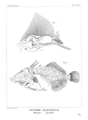 Pl. XLIX. Systême Anatomique. Poissons. Squelette.