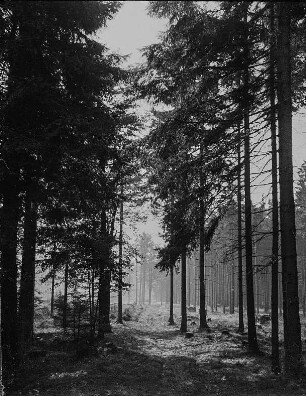 Waldlichtung bei Marienberg-Rübenau