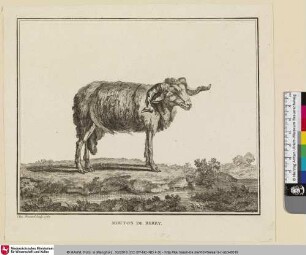 MOUTON DE BERRY [Schaf aus dem Berry]