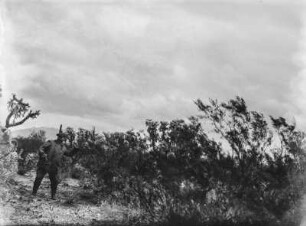 Arizona : Vegetation in Arizona mit Sträuchern und Kakteen. Ein Mann beim Werfen