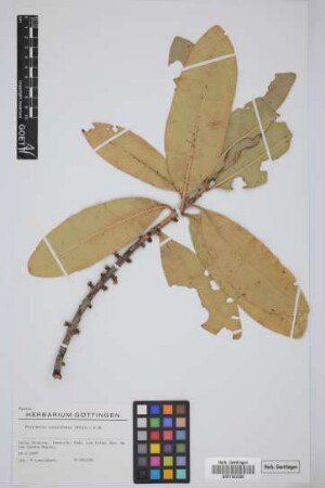 Pleiomeris canariensis (Willd.) A. DC.