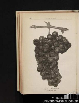 Fig. 44. - Frankenthal. 1/2 grand. nat.