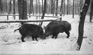 Wildschweine im Tierpark Oberwald.