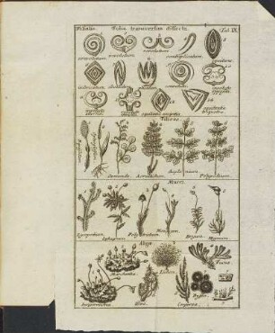 Tab. IX. Folia transversim dissecta