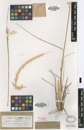 Pappophorum saccharoides Griseb. [syntype]
