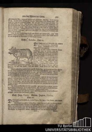 Cap. 20. Geiß, Ziege, Capra. Kizlein, Zieglein, Hoedus.