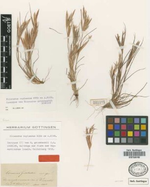 Elionurus grisebachii J.A.Schmidt [syntype]