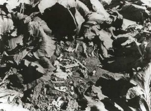 Kohlfeld, gedüngt mit Asche und Knochen der im faschistischen Konzentrationslager Majdanek Ermordeten und zur Ernährung der Lagerinsassen bestimmt