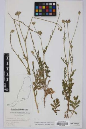 Volutaria spec.