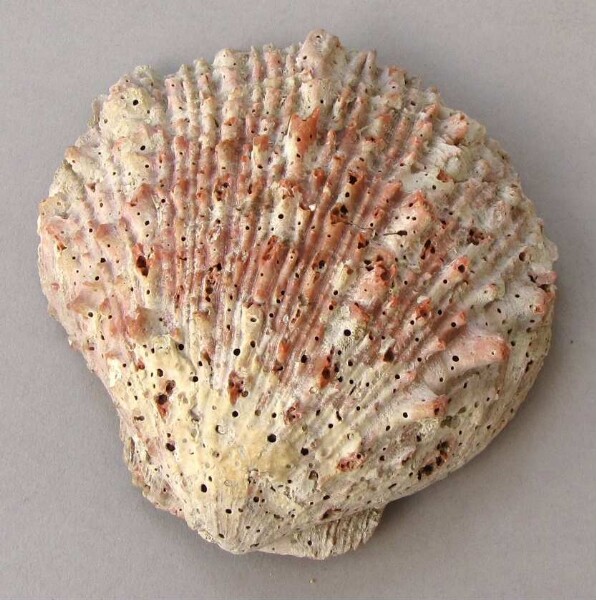 Spondylus shell