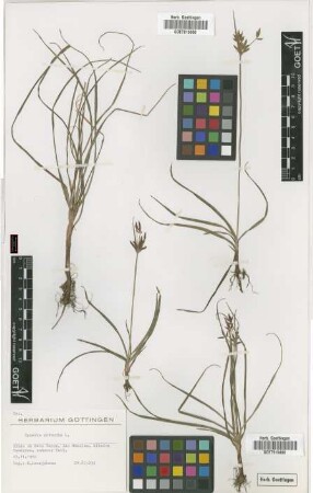 Cyperus rotundus L.