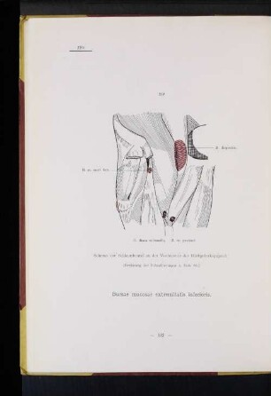 Bursae mucosae extremitatis inferioris.