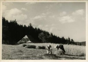 Getreideernte im Schwarzwald