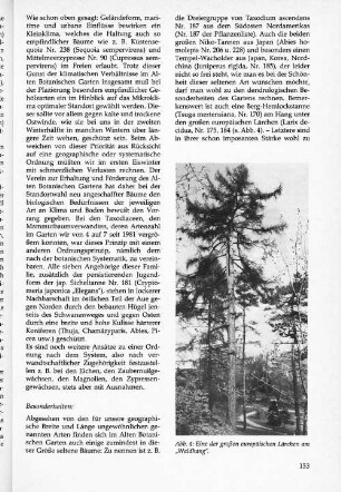 Eine der großen europäischen Lärchen am "Waldhang"