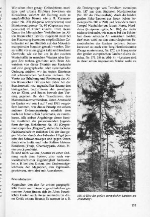 Eine der großen europäischen Lärchen am "Waldhang"