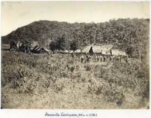 Hacienda Cosñipata