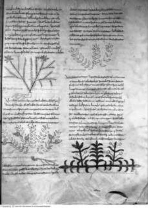 Varia medica (Herbarium, Herbarium Apuleii Platonici, De herbarum virtutibus), Pag. 527: XX Nomen herbae bulstalmum (Buphthalmum), XXI Nomen herbae sfieritis (Sideritis syriaca?), XXII Nomen herbae aizosmino (?), XXIII Nomen herbae eliotropiu (Heliotropium europaeum?)