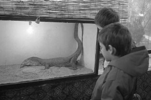 Ausstellung "Fauna Tropical" mit Präsentation exotischer Reptilien in der Nancyhalle in Karlsruhe
