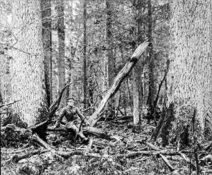 Mann im Wald in Bialowieza : Mann in Uniform im Wald von Bialowieza