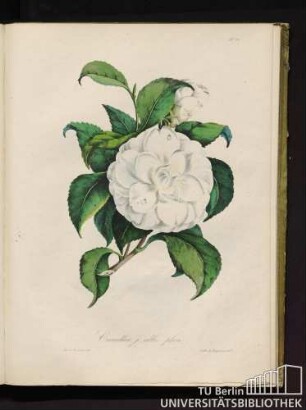 Camellia j. albo pleno