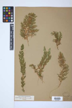 Selaginella roxburghii (Hook. & Grev.) Spring