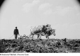 Landwirt mit einem Pflug und zwei Kühen auf einem Feld