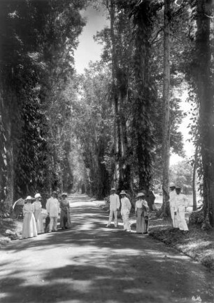 Buitenzorg (Bogor), Java/Indonesien. Botanischer Garten (1817; K. G. K. Reinwardt). Touristen der Hapag auf einer Allee mit von Epiphyten überwucherten Baumriesen des tropischen Regenwaldes, Partie an einem Teich