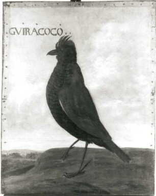 GVIRACOCO brasilian. Finkenvogel (Guiraca sp.) : GVIRACOCO brasilian. Finkenvogel (Guiraca sp.). Öl auf Leinwand (1655/1663; A. Eckhout). Radebeul, Hoflößnitz, Berg- und Lusthaus, Festsaal (nach der Restaurierung)