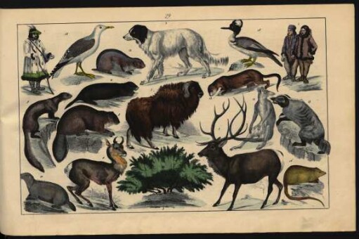 Tafel 29.