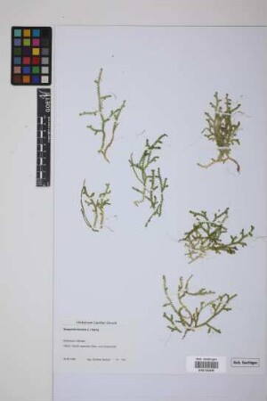 Selaginella helvetica (L.) Spring