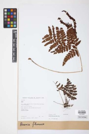 Anemia flexuosa (Sav.) Sw.