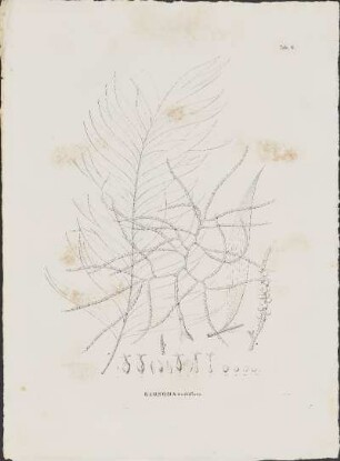 Tab. 6. Geonoma multiflora