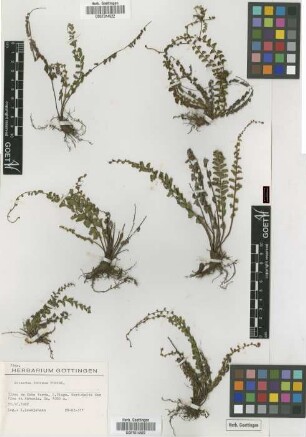 Adiantum incisum Forssk.