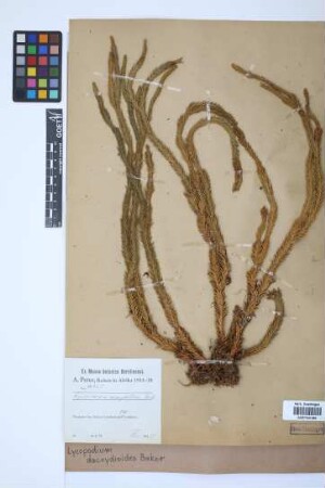 Phlegmariurus dacrydioides dacrydioides (Bak.) comb. ined.