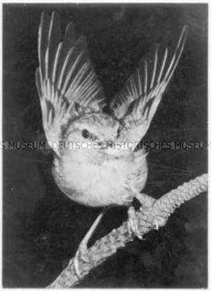 Vogel mit Weberknecht im Schnabel (Altersgruppe 18-21)